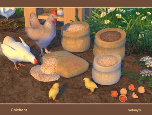 Chickens