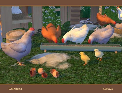Chickens