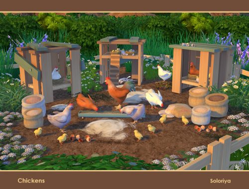 Chickens