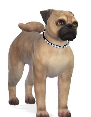 Rosie the Pug dog at Enchanting Essence