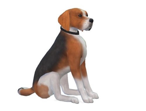 Jack the Beagle at Enchanting Essence
