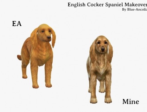 English Coker Spaniel Makeover at Blue Ancolia