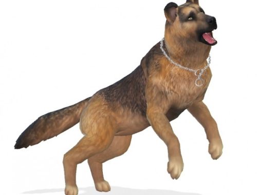 Bruce the German Shepherd dog at Enchanting Essence