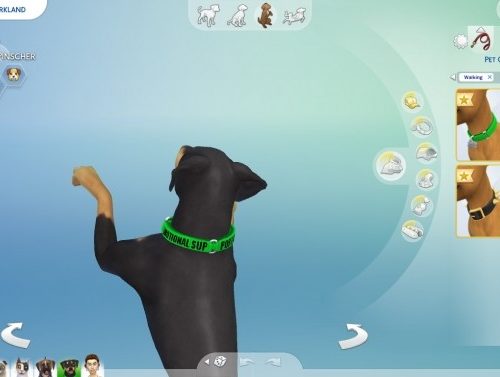Service Dog Collars for Small Dogs by EmilitaRabbit