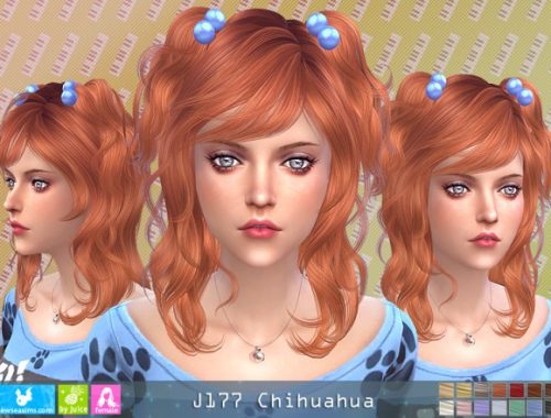 J177 Chihuahua hair