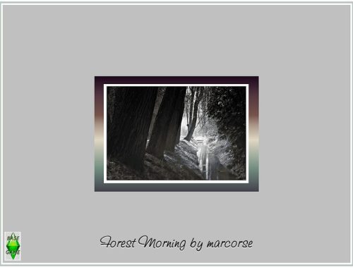 Forest Morning_marcorse