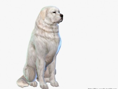 Great Pyrenees Makeover at Blue Ancolia