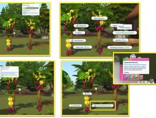 HARVESTABLE BANANA PLANT at Icemunmun