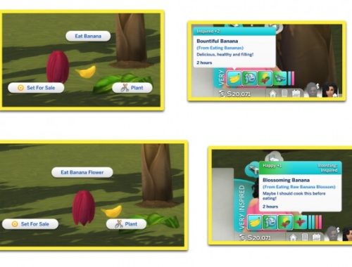 HARVESTABLE BANANA PLANT at Icemunmun
