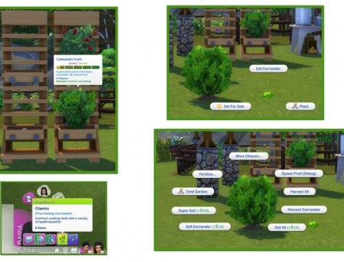 HARVESTABLE CORRIANDER / CILANTRO at Icemunmun