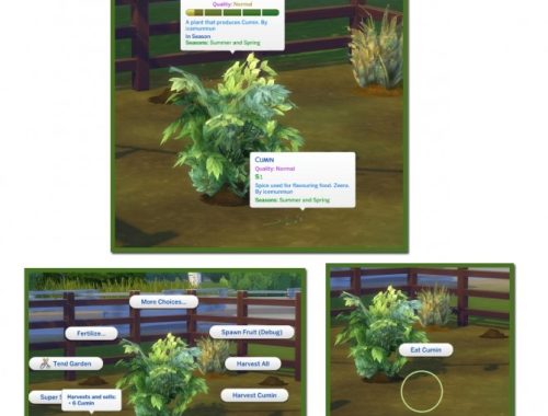 HARVESTABLE CUMIN at Icemunmun