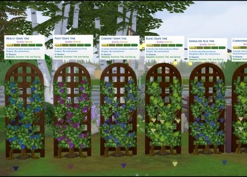 HARVESTABLE GRAPES 6 VARIETIES at Icemunmun