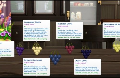 HARVESTABLE GRAPES 6 VARIETIES at Icemunmun