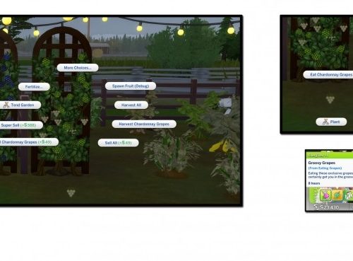 HARVESTABLE GRAPES 6 VARIETIES at Icemunmun