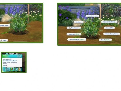 HARVESTABLE KIDNEY BEANS at Icemunmun