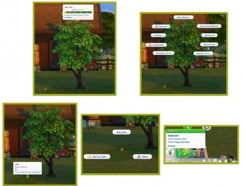 HARVESTABLE LIME at Icemunmun