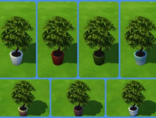Harvested Citrus Tree by simsi45 at Mod The Sims