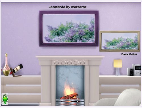 Jacaranda_marcorse