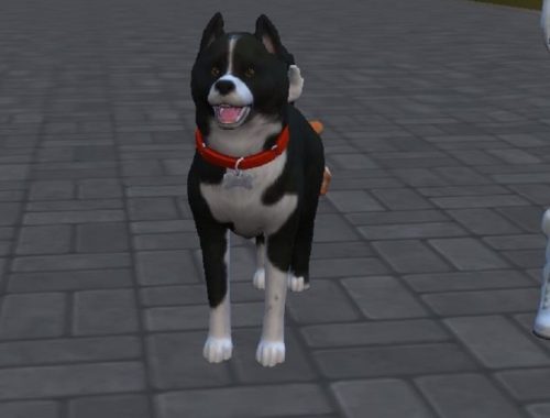 Karelian Bear Dog by ScientificallyCorrect82 at Mod The Sims