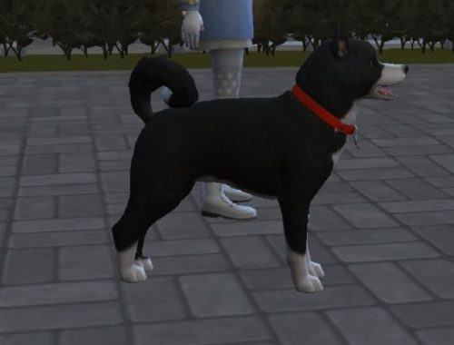 Karelian Bear Dog by ScientificallyCorrect82 at Mod The Sims