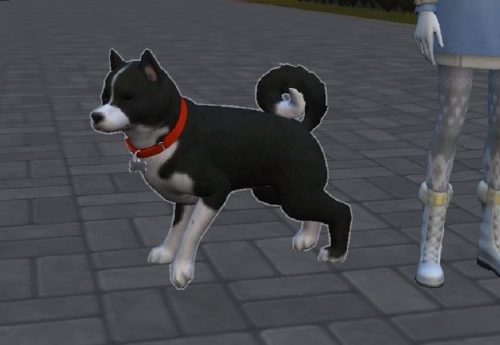 Karelian Bear Dog by ScientificallyCorrect82 at Mod The Sims