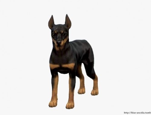 Miniature Pinscher Makeover at Blue Ancolia