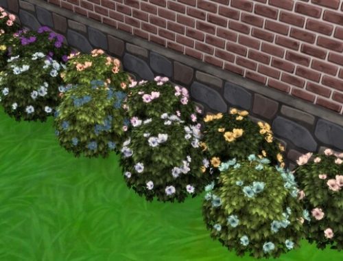 Moonlight Delight Hibiscus Bush by Wykkyd