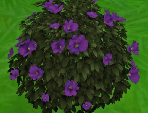 Moonlight Delight Hibiscus Bush by Wykkyd