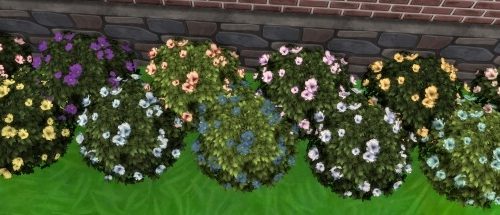 Moonlight Delight Hibiscus Bush by Wykkyd