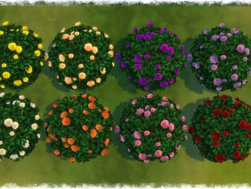 Mumumental Fall Mums Shrub 2020 by Wykkyd