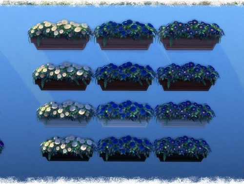 Mumumental Mums Window box by Wykkyd