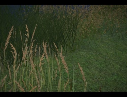 No flowers at Alf-si