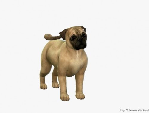 Pug Makeover at Blue Ancolia