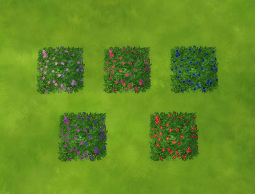 Recolors Perennial Hydrangea