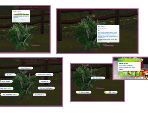 RED BEAN HARVESTABLE (ADZUKI BEAN) at Icemunmun
