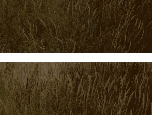 Retextures Grass of Windenburg at Alf-si