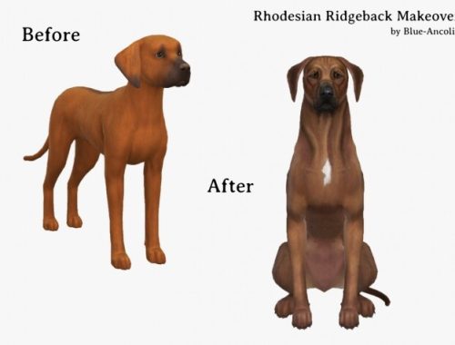 Rhodesian Ridgeback Makeover at Blue Ancolia