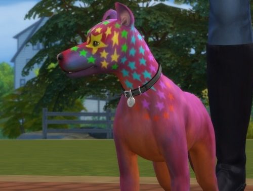 Rocco Superstar Mixed Breed Dog Basenji by PetWorld456 at Mod The Sims