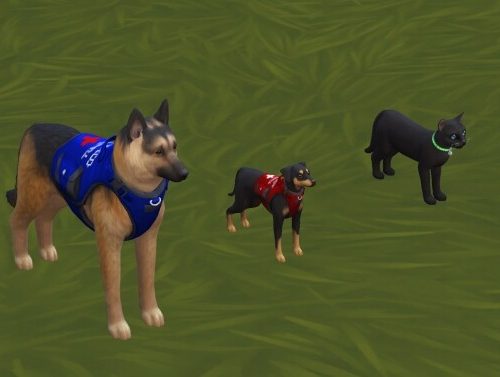 Service Animal Accessories