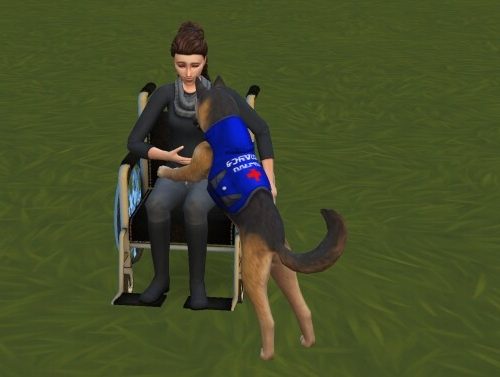 Service Animal Accessories