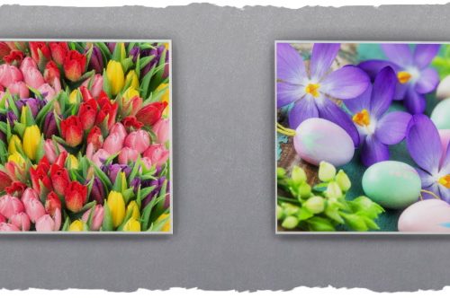 Spring pictures by Chalipo at All 4 Sims
