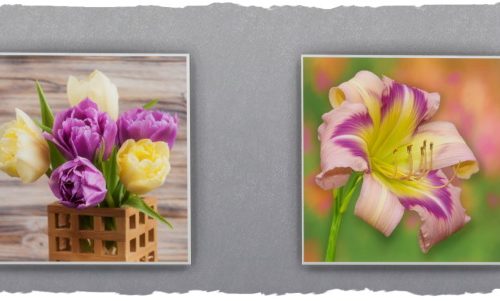 Spring pictures by Chalipo at All 4 Sims