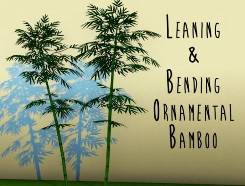 Wisteria Arbor + Leaning & Bending Ornamental Bamboo at Teanmoon