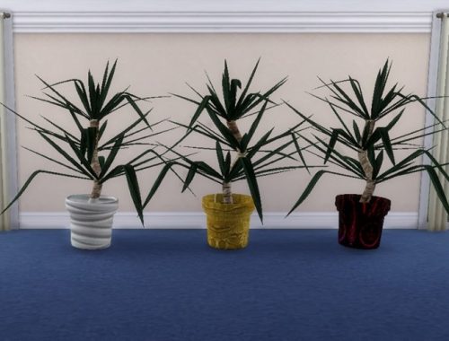 Yucca pot plant at Trudie55