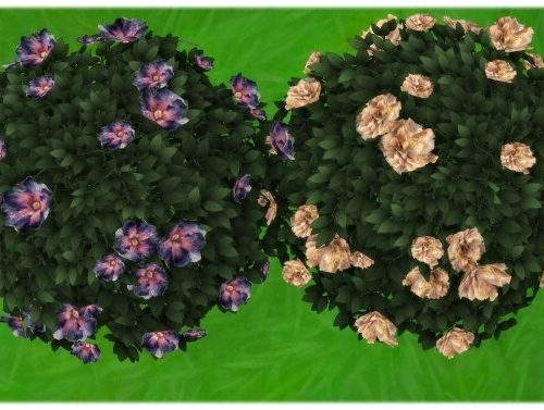 Yummy Dinner Plate Hibiscus Bush by Wykkyd