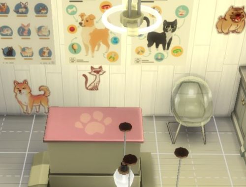 Your Veterinary