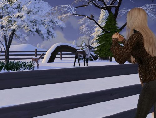 Wildtier Gehe | CC