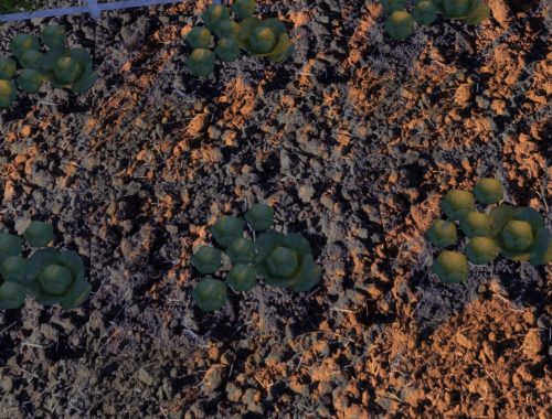 Ground Earth-Terrain| 4 Swatches