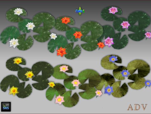 Waterlilies