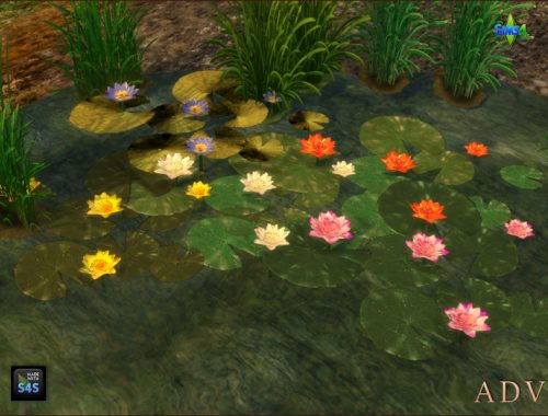 Waterlilies